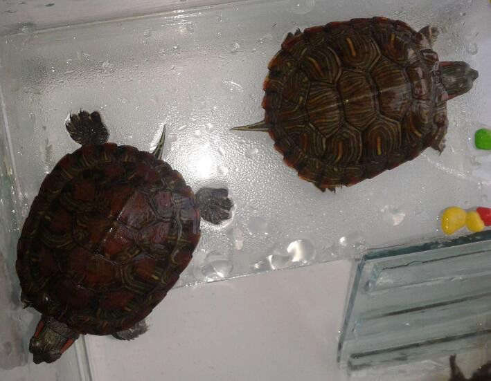 �ڹ겻����˫����ʲô˵�� ����Ϊʲô������˫����˵����