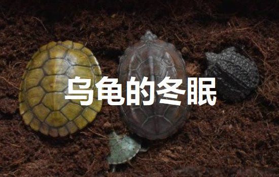 �ڹ궬��Ҫ׼��ʲô���� �����ڹ���������