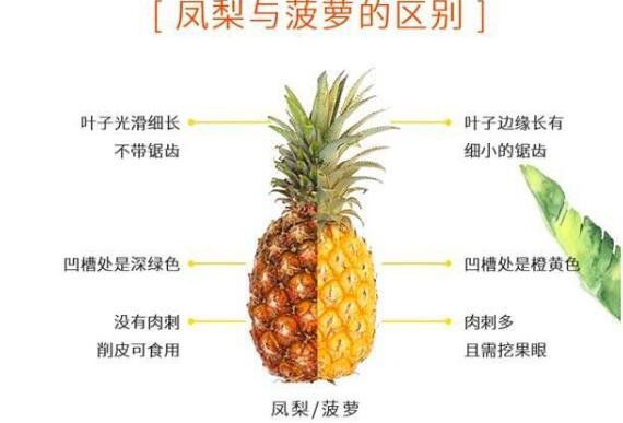 台湾的是凤梨还是菠萝 凤梨和菠萝有什么区别