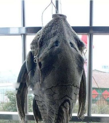 食木甲鲶鱼的资料有哪些 长什么样图片