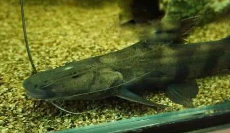 2010年夏季最新发现的食木鲶鱼物种,是由秘鲁生物学家罗伯托-奎斯比在