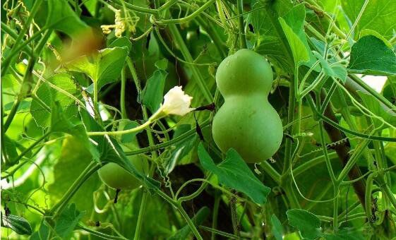 家里挂葫芦的寓意和象征 葫芦在我国有哪些寓意