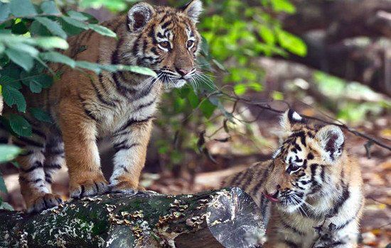 �μ��ϻ���ʲôԤ�� ����Ů���μ��ϻ��ֱ���ɶ��˼