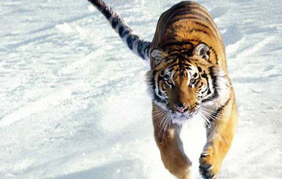 �μ��ϻ���ʲôԤ�� ����Ů���μ��ϻ��ֱ���ɶ��˼