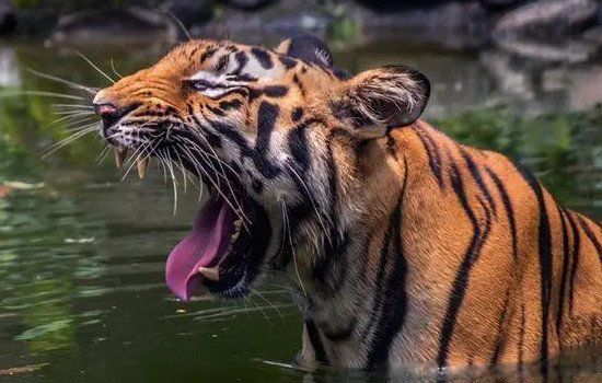 �μ��ϻ���ʲôԤ�� ����Ů���μ��ϻ��ֱ���ɶ��˼