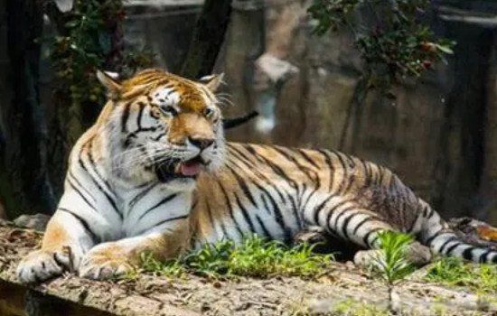 �μ��ϻ���ʲôԤ�� ����Ů���μ��ϻ��ֱ���ɶ��˼