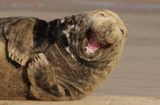 Ц�����Ӵ�ȫЦ�������� ��Ц�����Ĭ��Ȥ