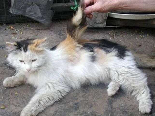 ��ʹè��ʲôƷ�ֵ�è ��ʹè��Ĵ�����