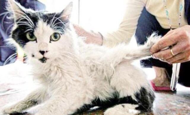 ��ʹè��ʲôƷ�ֵ�è ��ʹè��Ĵ�����