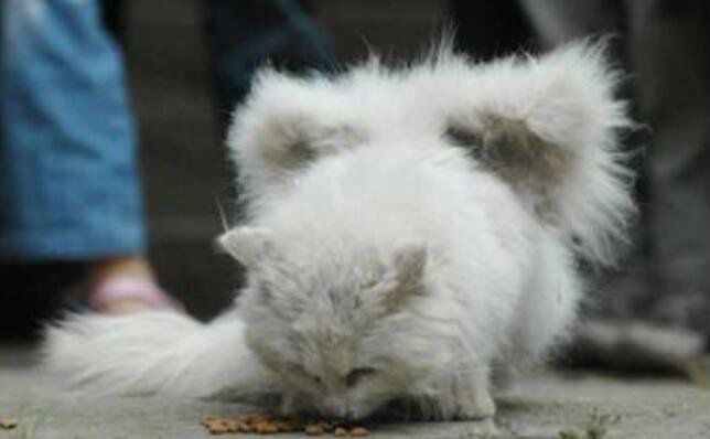 ��ʹè��ʲôƷ�ֵ�è ��ʹè��Ĵ�����