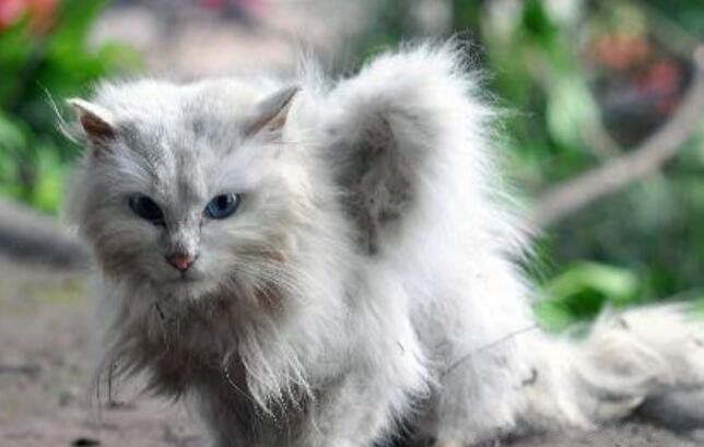 天使猫是什么品种的猫 天使猫真的存在吗