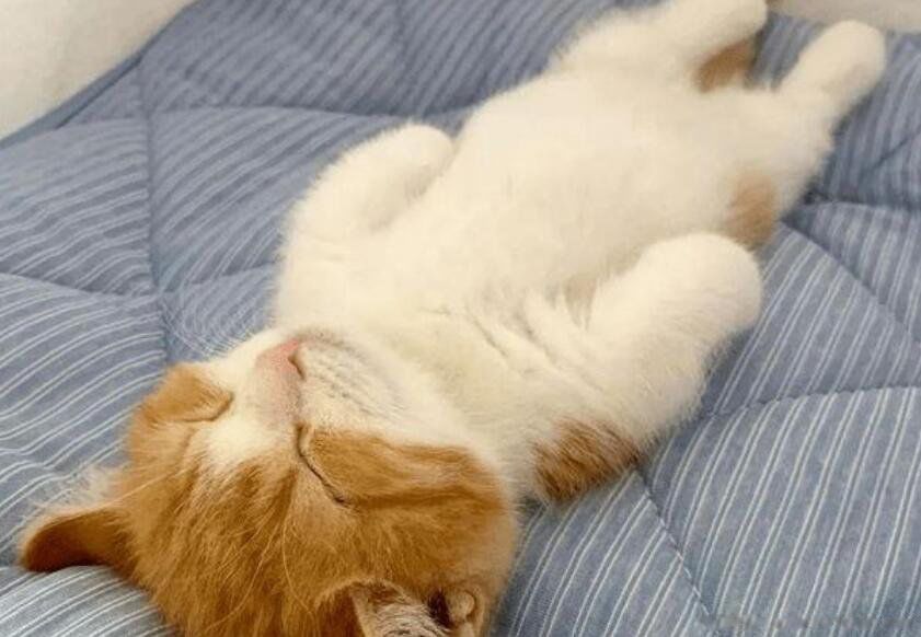 ��ƽ��ʲô��˼ͨ���׶����� ��ο�����ƽ����