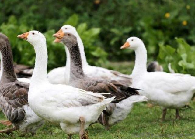 没本钱创业做什么好 没有本金可以做什么生意