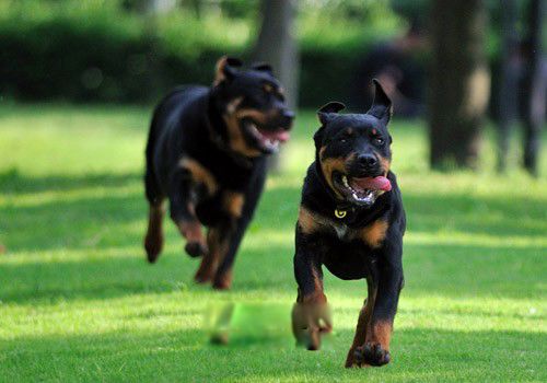 护卫犬排行榜前三名 护卫犬三剑客是哪三个