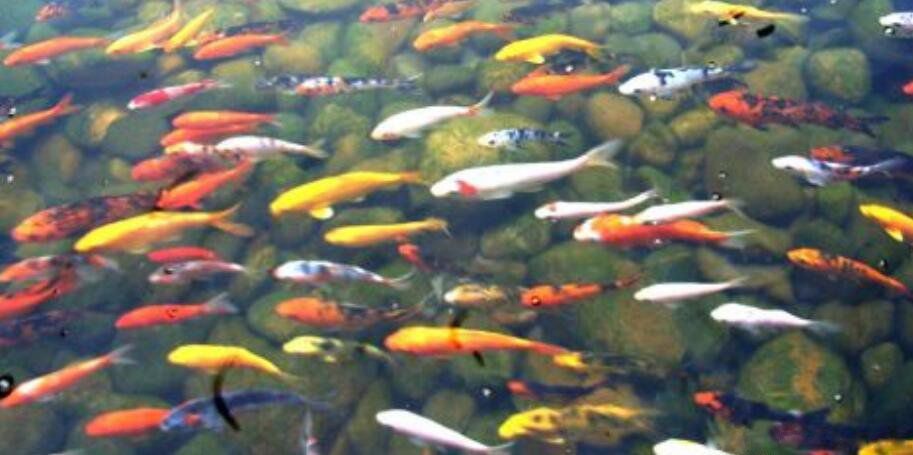 �μ���ᷢ���� 5��Ҫ���Ƶ���������5��