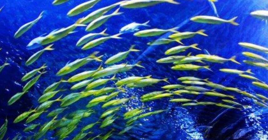 �μ���ᷢ���� 5��Ҫ���Ƶ���������5��