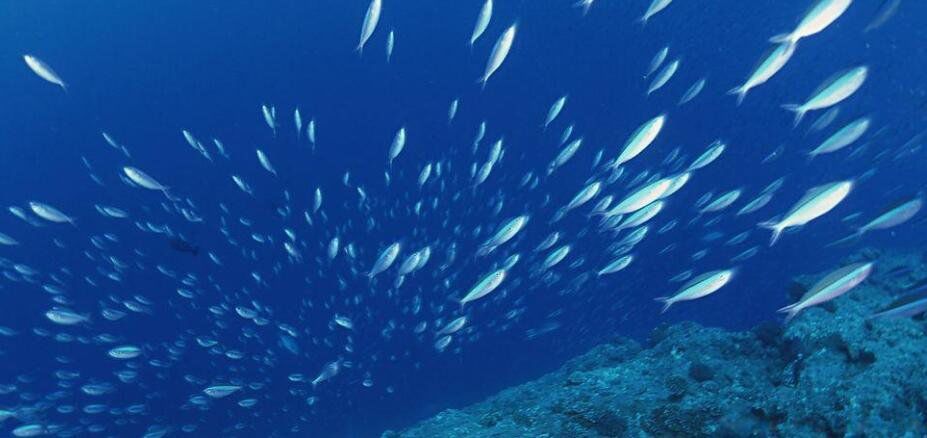 �μ���ᷢ���� 5��Ҫ���Ƶ���������5��