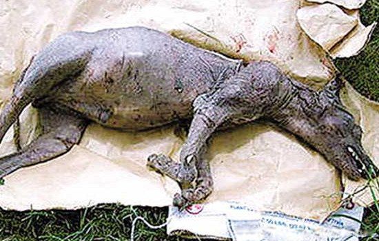 ׿�ؿ�������ʲô���� ���೤ʲô��