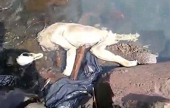 ׿�ؿ�������ʲô���� ���೤ʲô��