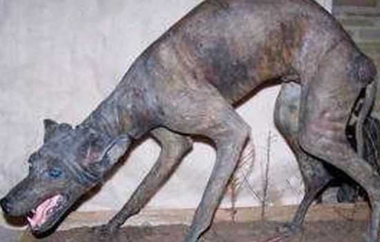 ׿�ؿ�������ʲô���� ���೤ʲô��