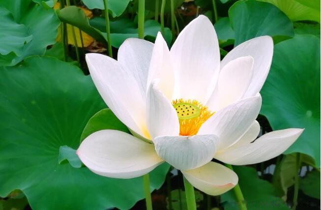 白莲花是骂人的吗形容女生白莲花是什么意思 走红网