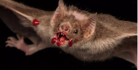 �����ֲ����� ����ĩβ�ľ�ͷ����ʲô