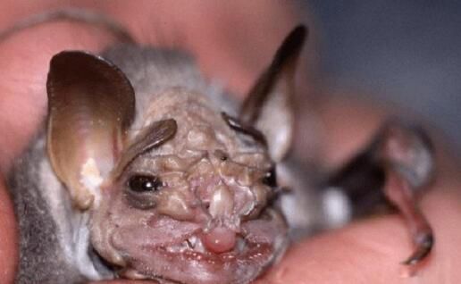 �����ֲ����� ����ĩβ�ľ�ͷ����ʲô