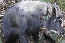 棺材兽长什么样子图片 棺材兽传说真的存在吗