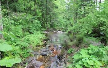 棺材兽长什么样子图片 棺材兽传说真的存在吗