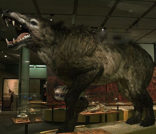 棺材兽长什么样子图片 棺材兽传说真的存在吗