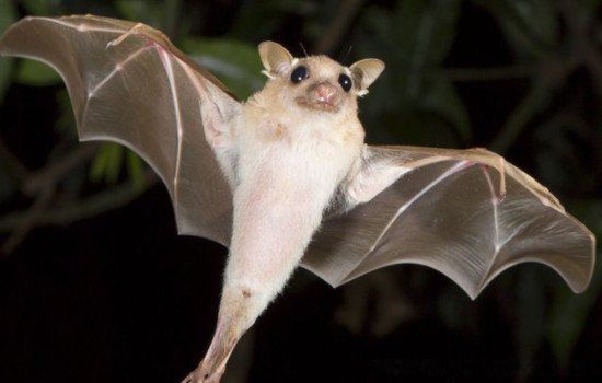 �����ϵ�������Ԣ����ɶ Ϊʲô�Ŵ������ϵ�������