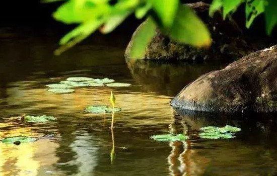 小池写的是什么季节的景色 杨万里小池写的是什么季节