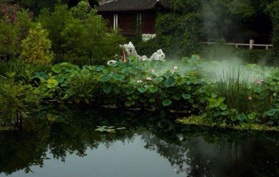 小池写的是什么季节的景色 杨万里小池写的是什么季节