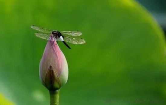 小池写的是什么季节的景色 杨万里小池写的是什么季节