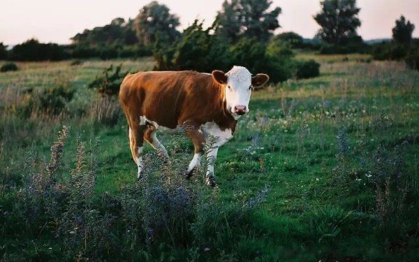 �������������� 2022��������Ĵ���������Щ