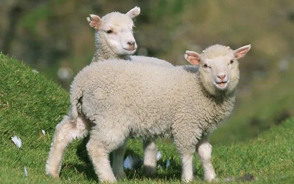 �������������� 2022��������Ĵ���������Щ