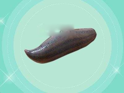 水彘蜂是一种怎样的动物 水彘蜂和水蛭的区别