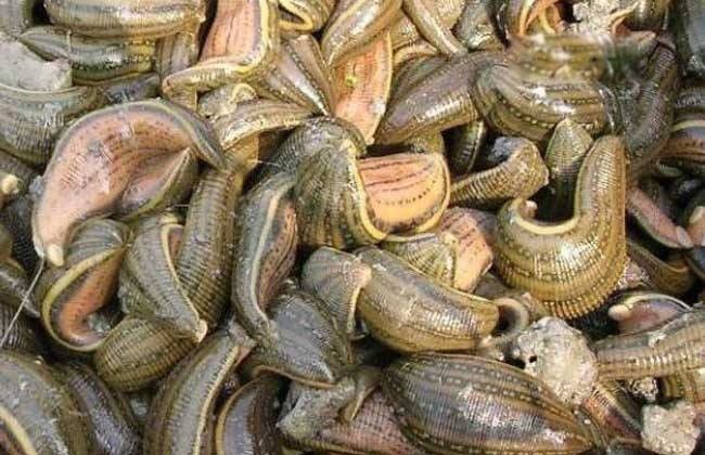 水彘蜂是一种怎样的动物 水彘蜂和水蛭的区别