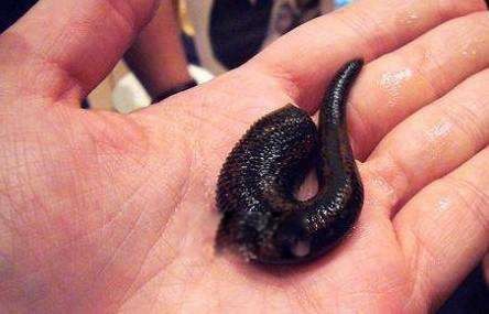 水彘蜂是一种怎样的动物 水彘蜂和水蛭的区别