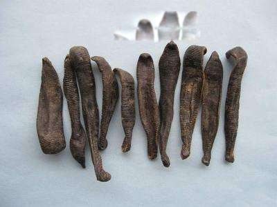 水彘蜂是一种怎样的动物 水彘蜂和水蛭的区别