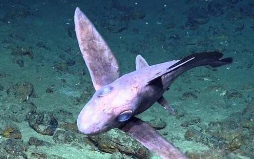 鲨鱼的图片大全真实 魔鬼鲨是什么鲨鱼