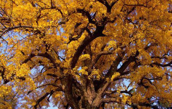 四大镇宅之树有哪些植物 最强的镇宅招财树