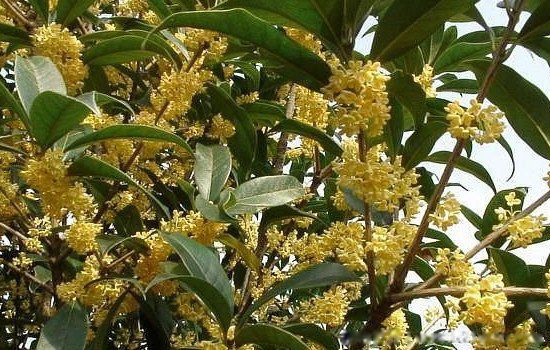 四大镇宅之树有哪些植物 最强的镇宅招财树