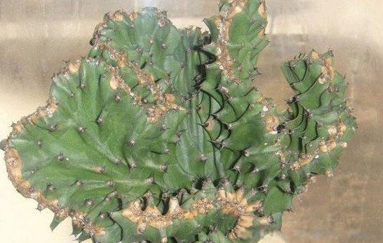 四大镇宅之树有哪些植物 最强的镇宅招财树