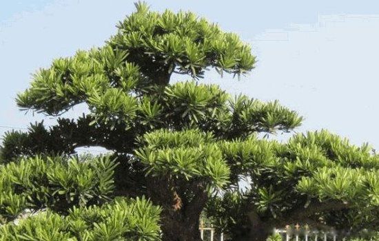 四大镇宅之树有哪些植物 最强的镇宅招财树