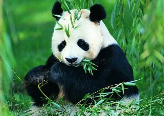 大熊猫是国宝的主要原因是什么 为什么是活化石