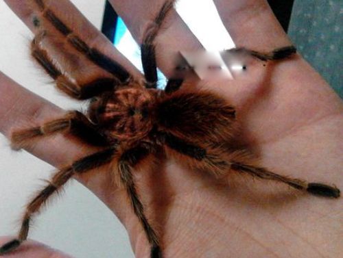 智利红玫瑰蜘蛛的图片和介绍 漂亮的智利红玫瑰蜘蛛寿命多长