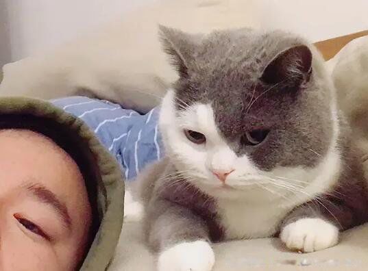 吸猫是什么意思 有什么危害吗感染寄生虫吗