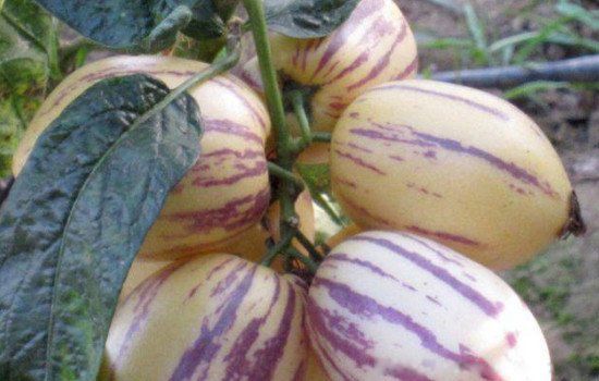 �˲ι���ô����ȷ���� �Ե�ʱ���ò��ð�Ƥ