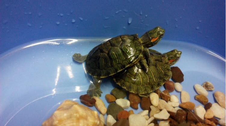 养乌龟要养单数还是双数 为什么养龟双数是大忌